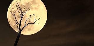 Luxury Suite Interior